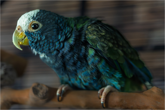 Pablo's View (Photo Print On Fuji Crystal DP II)