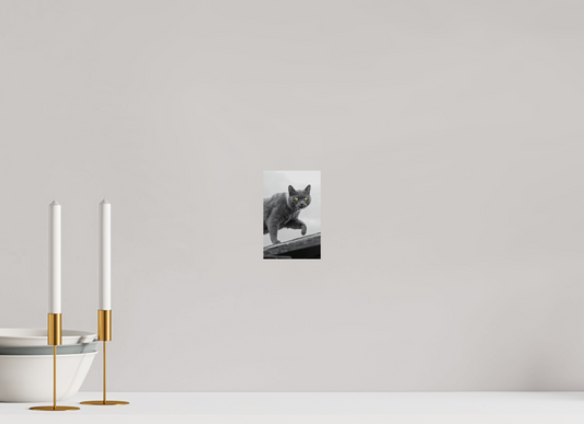 Gray Cat Print | Color Splash Wall Art Photo (Print On Fuji Crystal DP II)