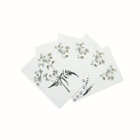 Ansichtkaart - Fluitekruid - Papier - Set van 5 - A6