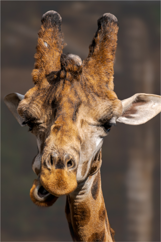 Portrait of a Giant (Photo Print On Fuji Crystal DP II)
