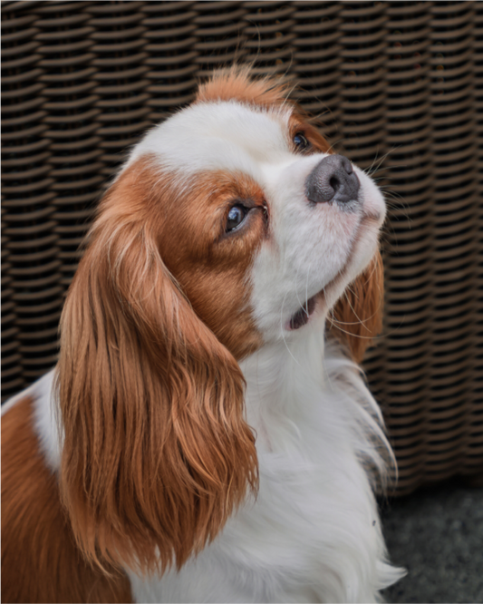 A Look of Love (Photo Print On Fuji Crystal DP II)