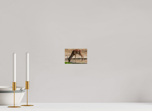 Impala by the Water (Photo Print On Fuji Crystal DP II)