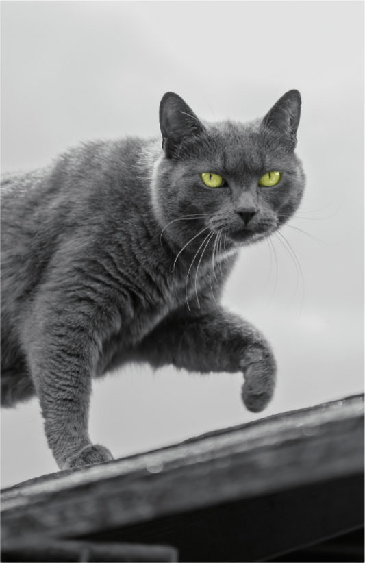Gray Cat Print | Color Splash Wall Art Photo (Print On Fuji Crystal DP II)
