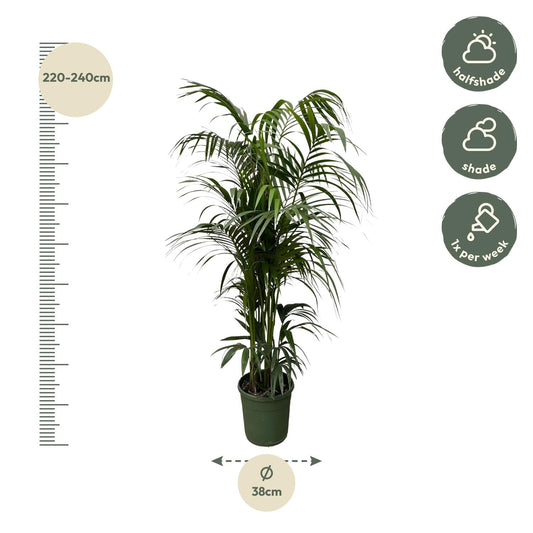 Kentia palm - 230cm - ø38