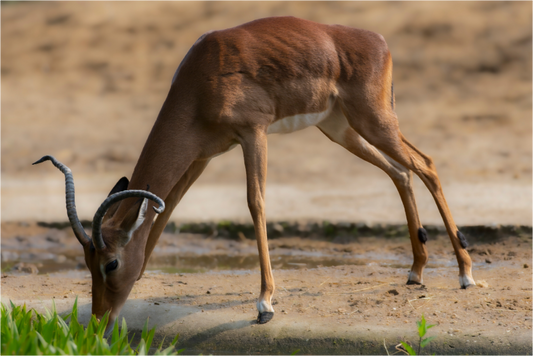 Impala by the Water (Photo Print On Fuji Crystal DP II)