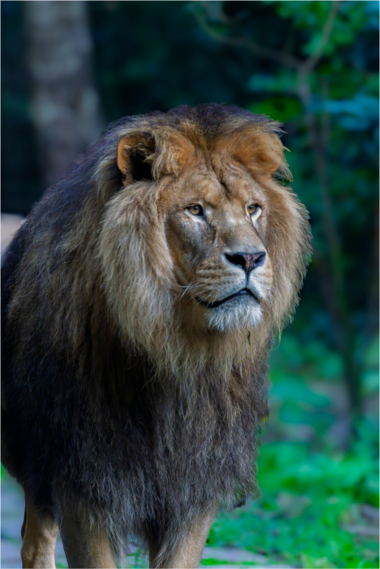 The King's Gaze (Photo Print On Fuji Crystal DP II)