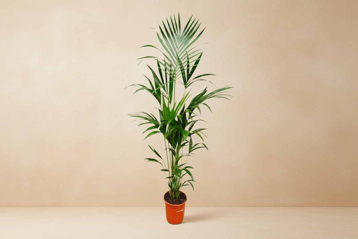 Kentia palm - 180cm - ø24