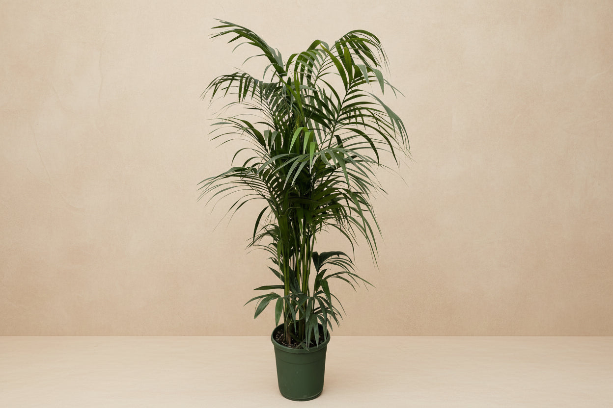 Kentia palm - 230cm - ø38