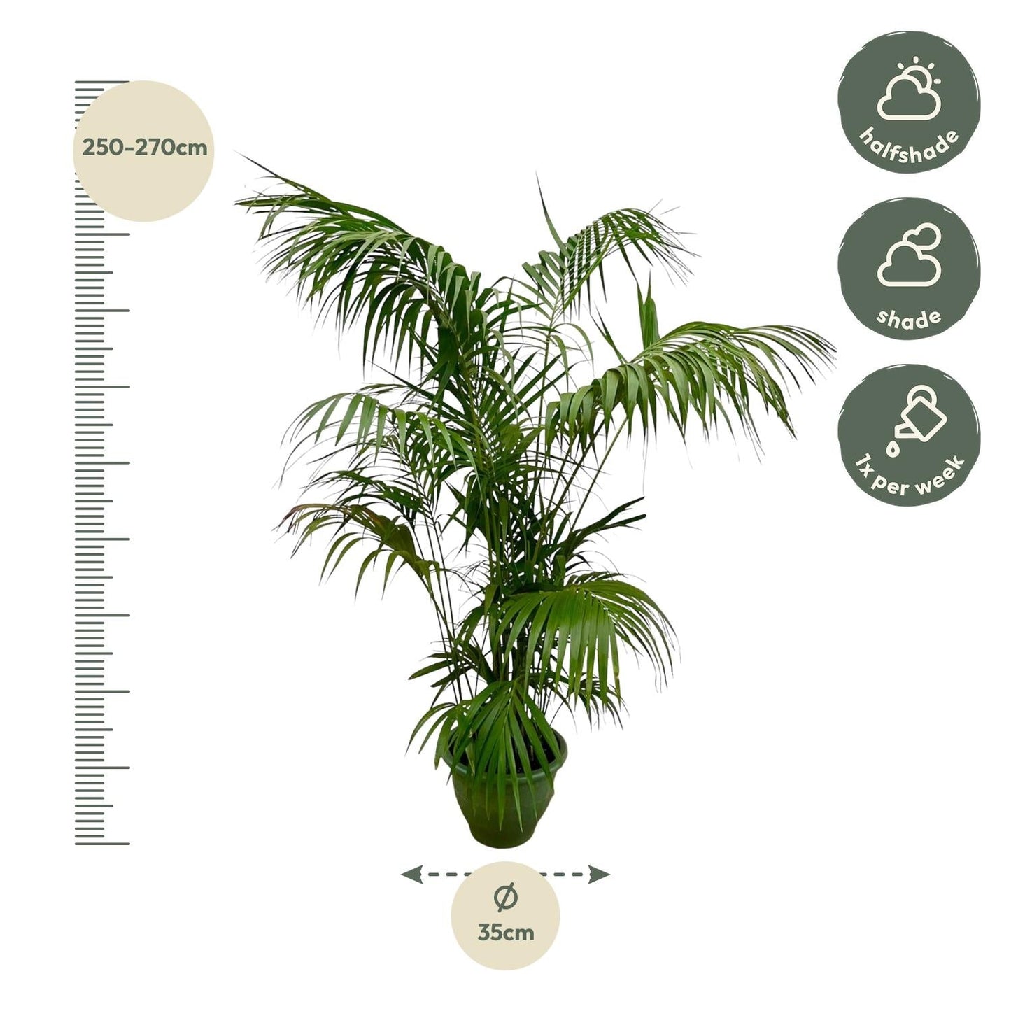 Kentia palm XXL - 260cm - ø35