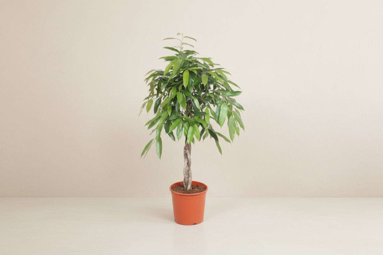 Ficus Amstel King gevlochten stam - 140 cm - ø30