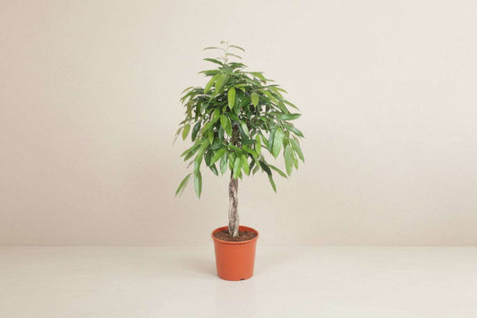 Ficus Amstel King gevlochten stam - 140 cm - ø30
