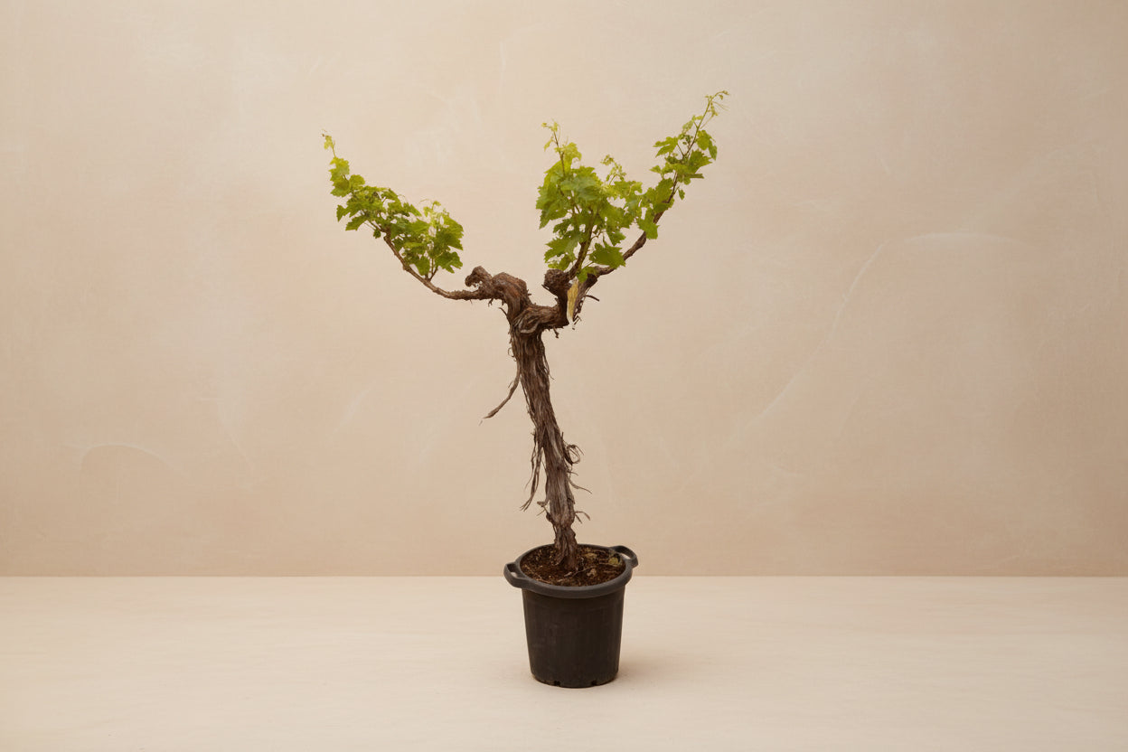 Druivenboom (Vitis Vinifera) stam vertakt - 220cm - ø55