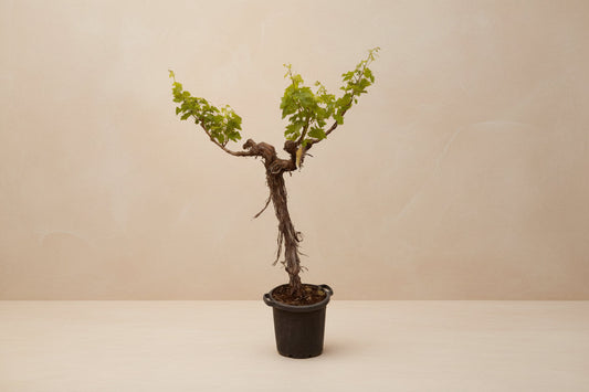 Druivenboom (Vitis Vinifera) stam vertakt - 220cm - ø55