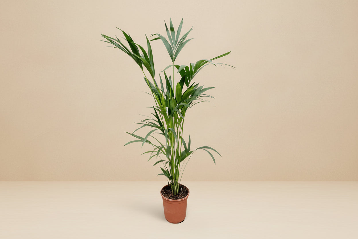 Kentia palm - 160cm - ø24