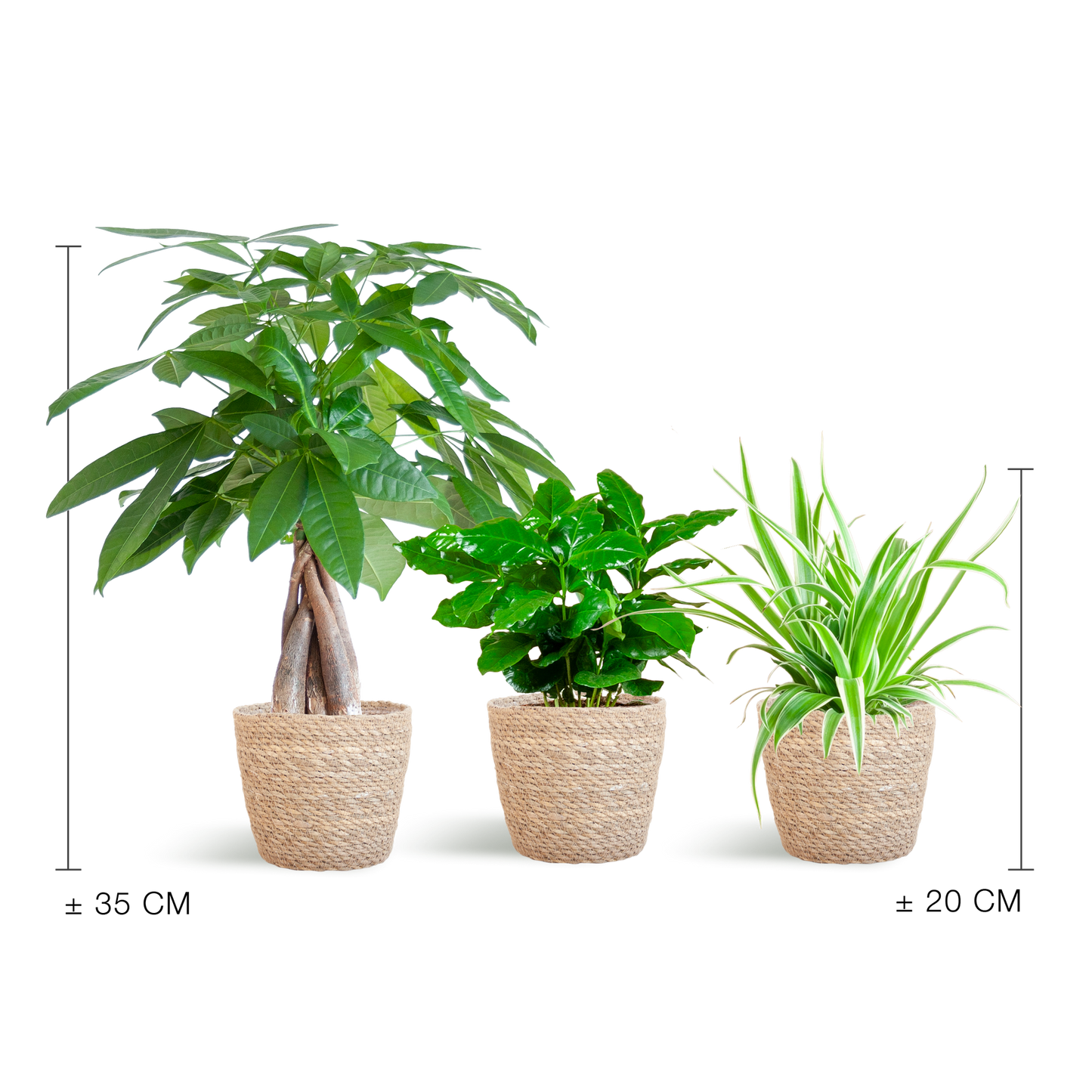 Diervriendelijke Plantenbox met mand