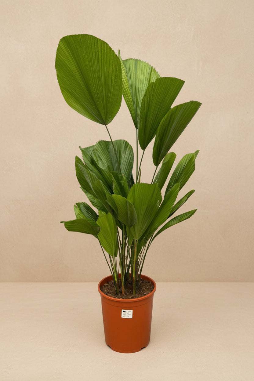Licuala Grandis - 100 cm - ø19