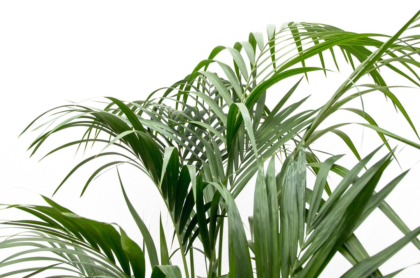 Kentia palm - 230cm - ø38
