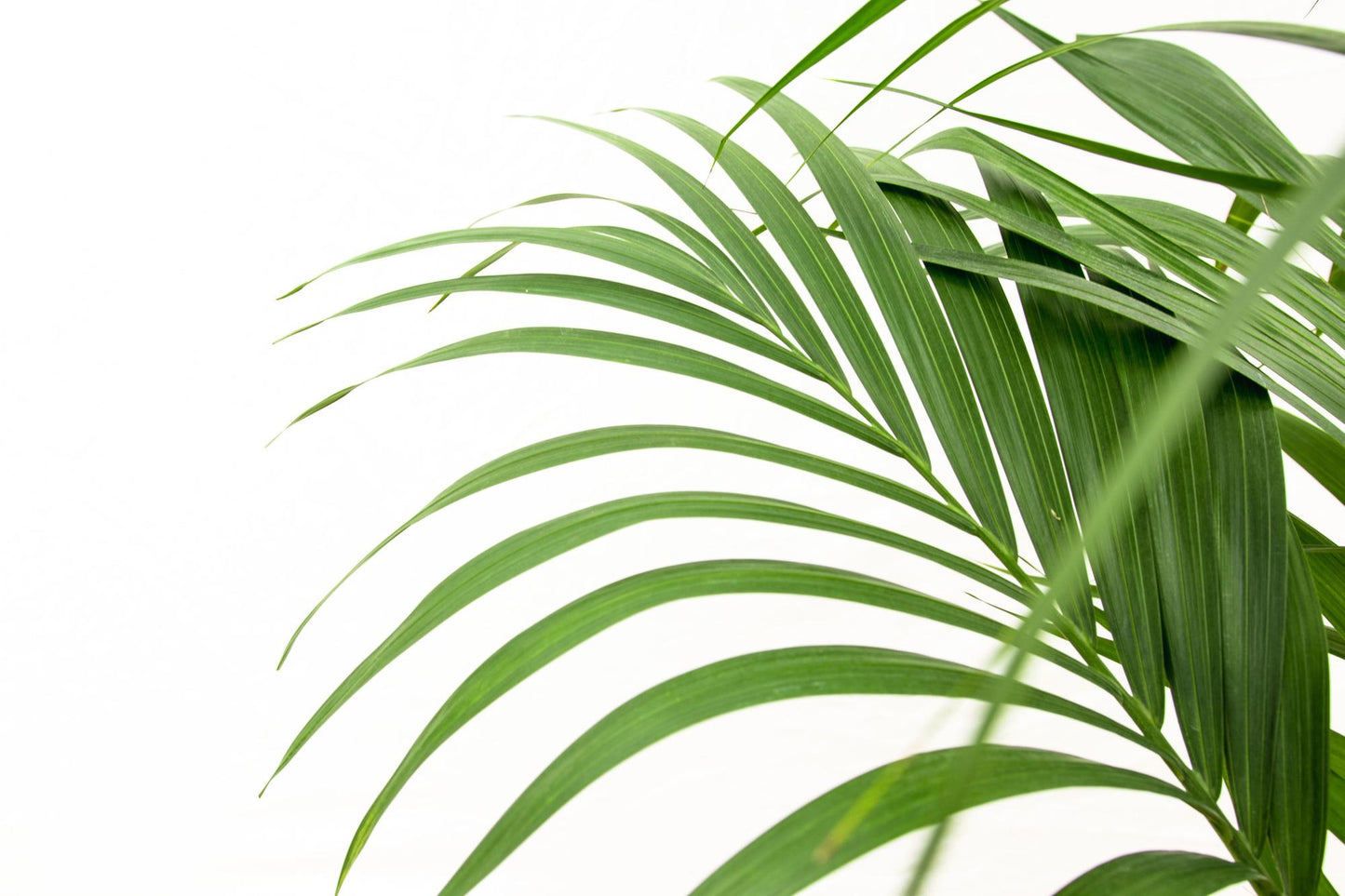 Kentia palm - 180cm - ø24
