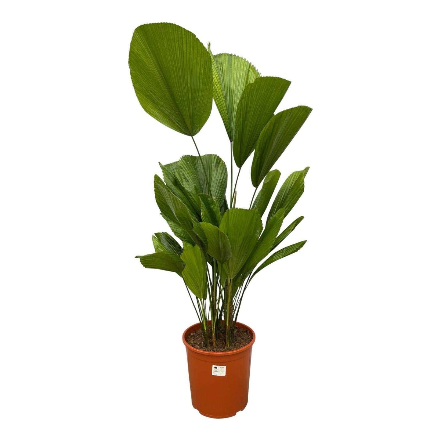 Licuala Grandis - 100 cm - ø19